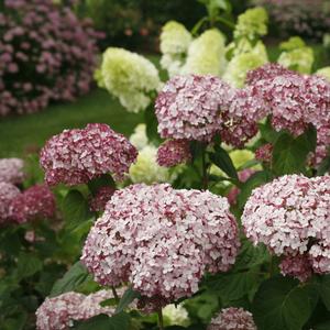 Hydrangea arborescens Incrediball® Blush