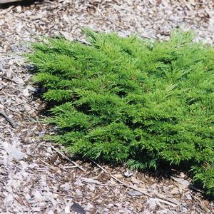 Juniperus sabina Calgary Carpet®