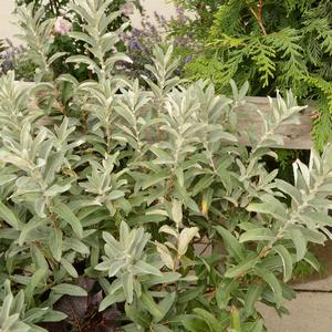 Salix candida Iceberg Alley®