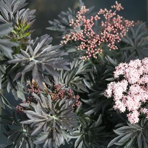 Sambucus nigra Laced Up®