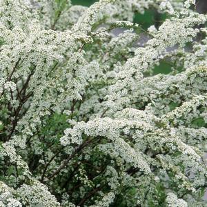 Spiraea x arguta Graciosa