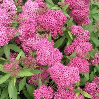 Spiraea x bumalda Anthony Waterer