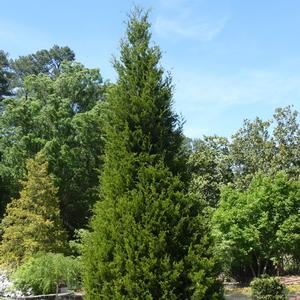 Thuja occidentalis Degroot's Spire