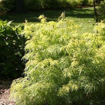 Sambucus nigra Lemony Lace®