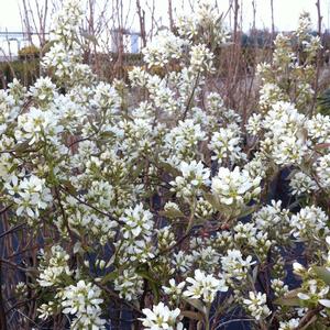 Amelanchier alnifolia Regent