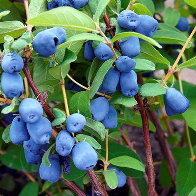 Lonicera caerulea Borealis