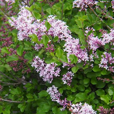 Syringa meyeri Palibin