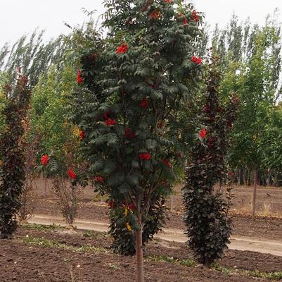 Sorbus aucuparia Fastigiata