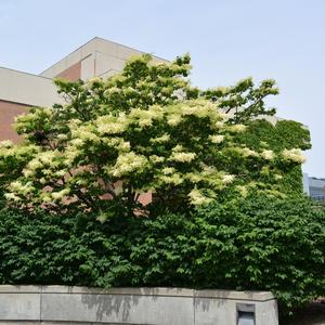 Syringa reticulata Ivory Silk