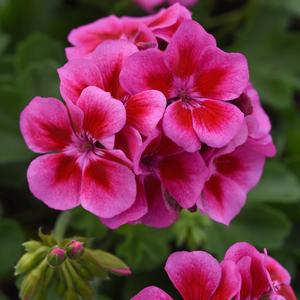 Geranium (Zonal) Sunrise™ Purple+Big Eye