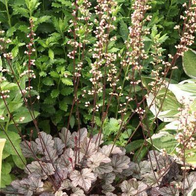 Heuchera Silver Scrolls