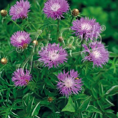 Centaurea dealbata Pink Passion