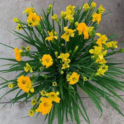 Hemerocallis See You Tomorrow