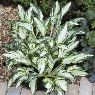 Hosta Fireworks