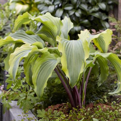 Hosta Monkey Business