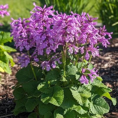 Stachys Punky Purple