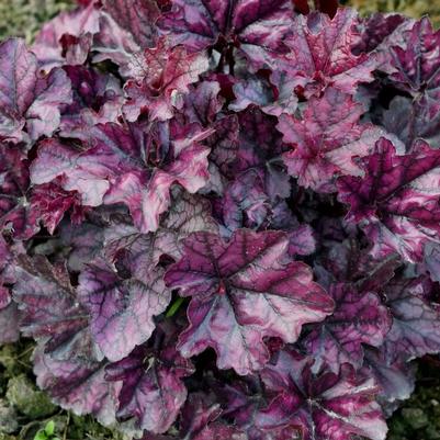 Heuchera Indian Summer Mulberry