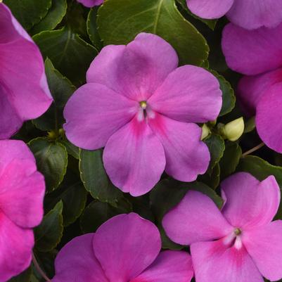 Impatiens Beacon™ Blue Pearl
