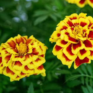 Marigold French Mango Tango