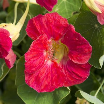 Nasturtium Tip Top Rose