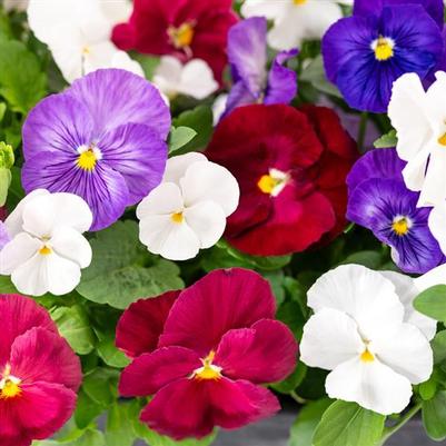 Pansy Spring Grandio Enchantment Mix