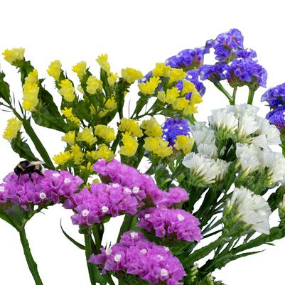 Limonium Mix