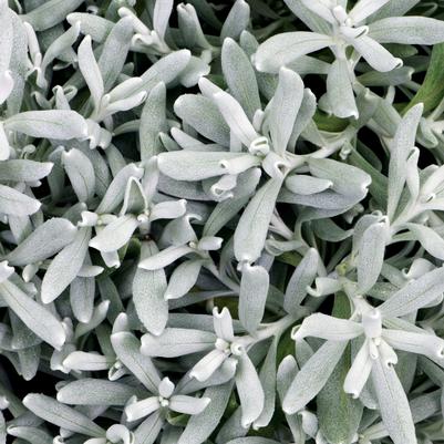 Didelta FancFillers™ Silver Strand