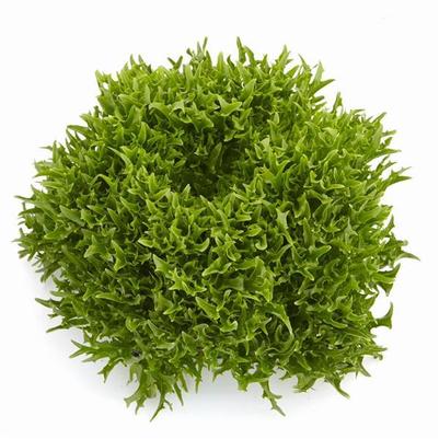 Lettuce Verdagio
