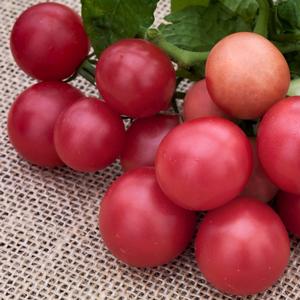Tomato Little Birdy Rosy Finch