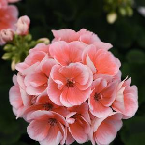 Geranium (Zonal) Sunrise™ Light Salmon