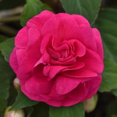 Impatiens Glimmer™ Hot Pink