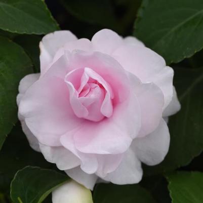 Impatiens Glimmer™ Appleblossom