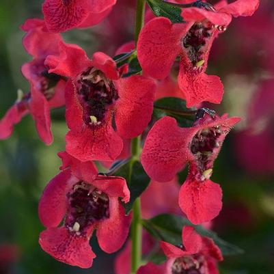 Angelonia angustifolia Archangel™ Cherry Red