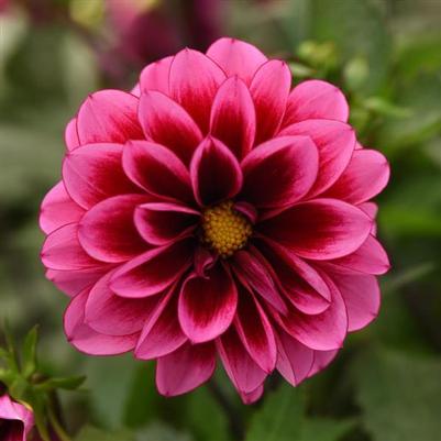 Dahlia Dalaya™ Cranberry