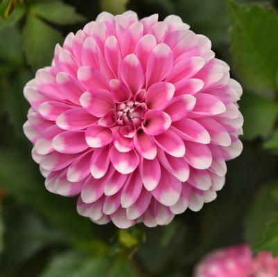 Dahlia Dalaya™ Pink Lace
