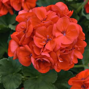 Geranium (Interspecific) Solera™ Orange