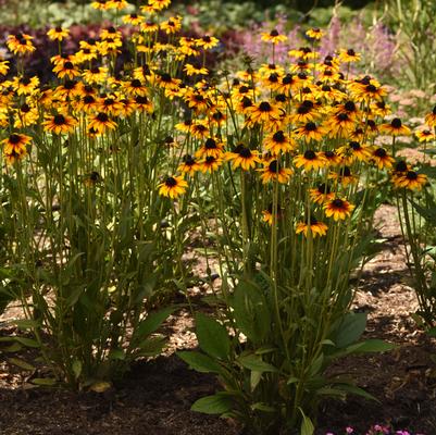 Rudbeckia Suntacular