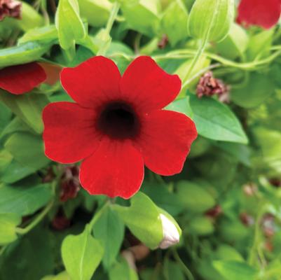 Thunbergia Sunny™ Susy Cherry