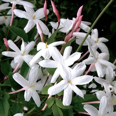 Jasmine polyanthemum 