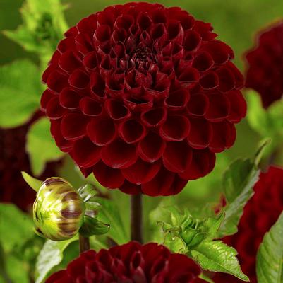 Dahlia Viking