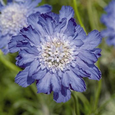 Scabiosa caucasia Fama Deep Blue
