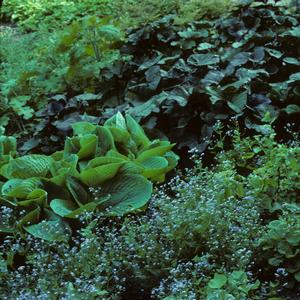 Brunnera macrophylla 