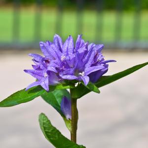 Campanula glomerata Freya
