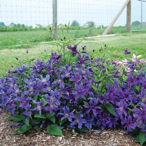 Clematis Sapphire Indigo™