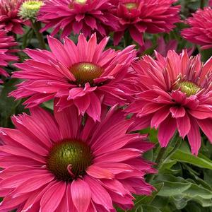 Echinacea SunSeekers Sweet Fuchsia