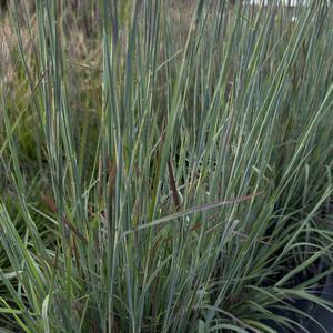 Schizachyrium scoparium Sandhill