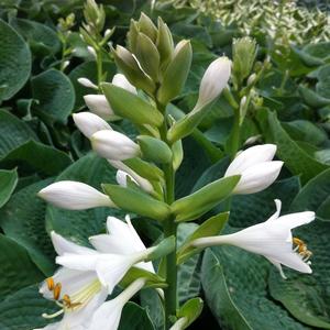 Hosta Bressingham Blue