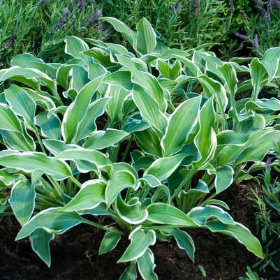 Hosta Libby