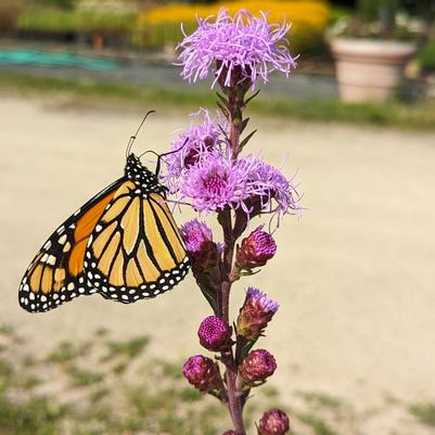 Liatris ligulistylis 