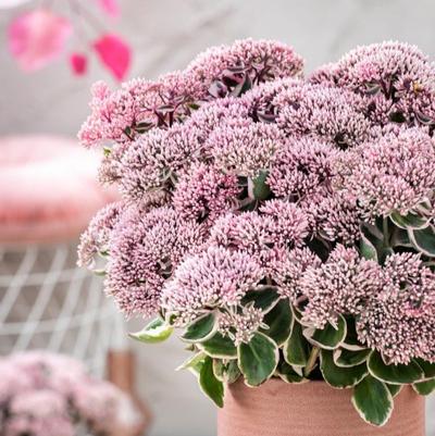 Sedum acre La Vie en Rose